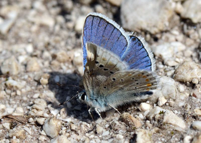 Licenide da identificare